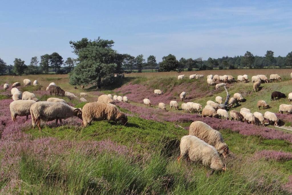 4-6 Persoons Vakantiewoning Met Eigen Tuin Vila Bakkeveen Exterior foto